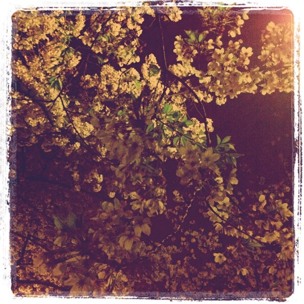 高津公園の夜桜