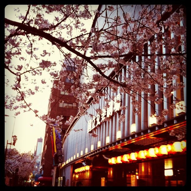 国立文楽劇場前の桜