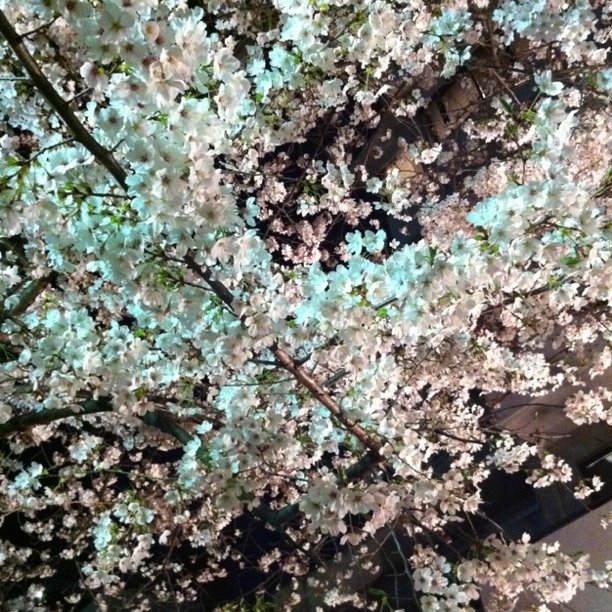 高津公園の夜桜