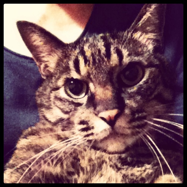 猫のぽぽ、膝上でカメラ目線