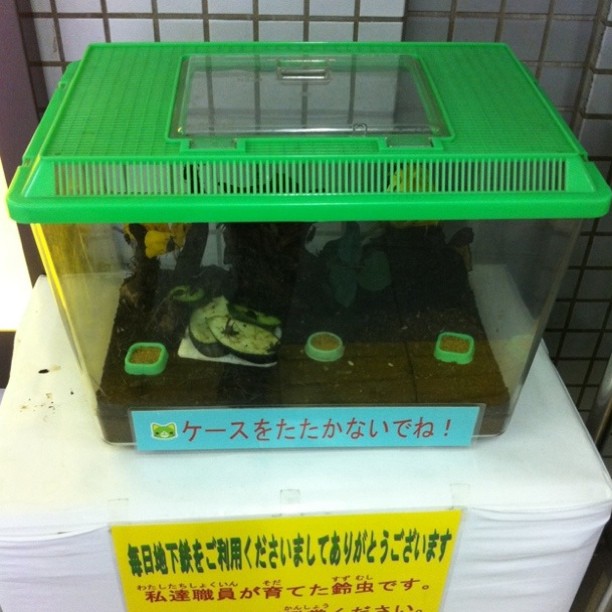 松屋町駅の鈴虫