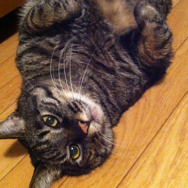 猫のぽぽ、寝転がってこちらを見上げる