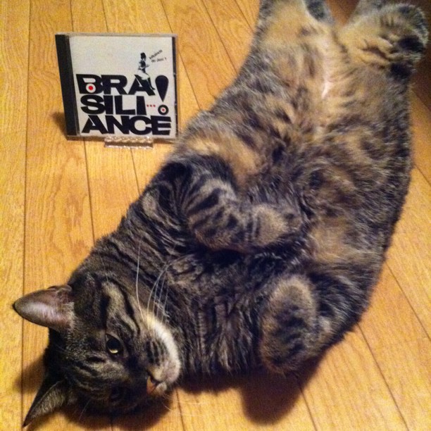 猫の大きさをCDケースと比較