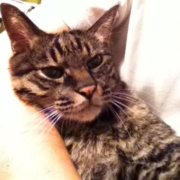 猫のぽぽ、抱っこされてご満悦