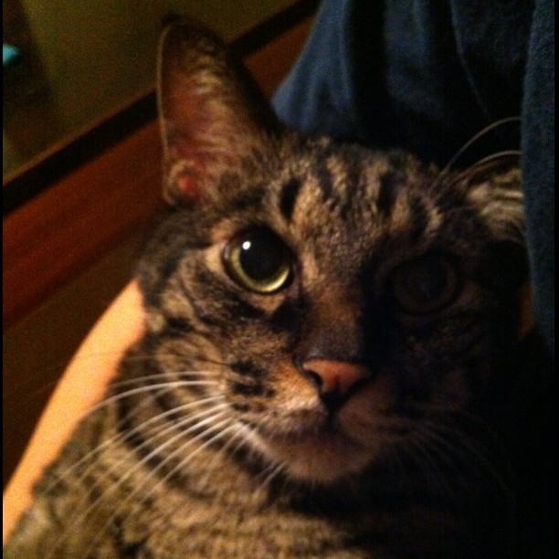 猫のぽぽ、抱っこされてご満悦