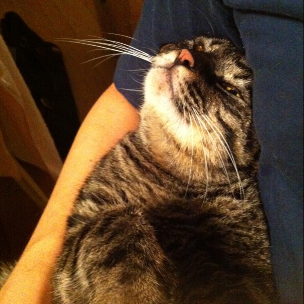 猫のぽぽ、じゃれる