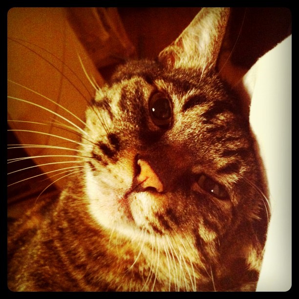 猫のぽぽ、抱っこされてご満悦