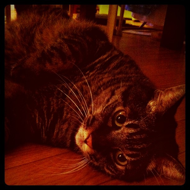 猫のぽぽ、床にごろん