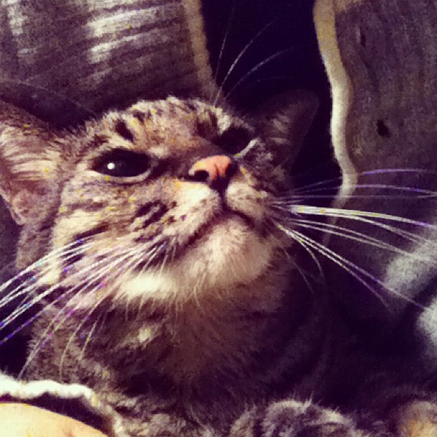 猫のぽぽ、膝上でご満悦