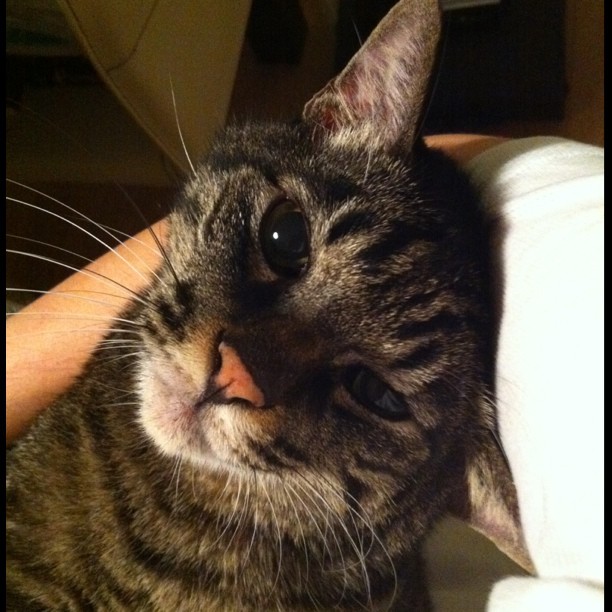 猫のぽぽ、抱っこされてご満悦