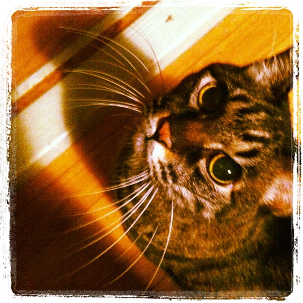 猫のぽぽ、こちらを見上げる