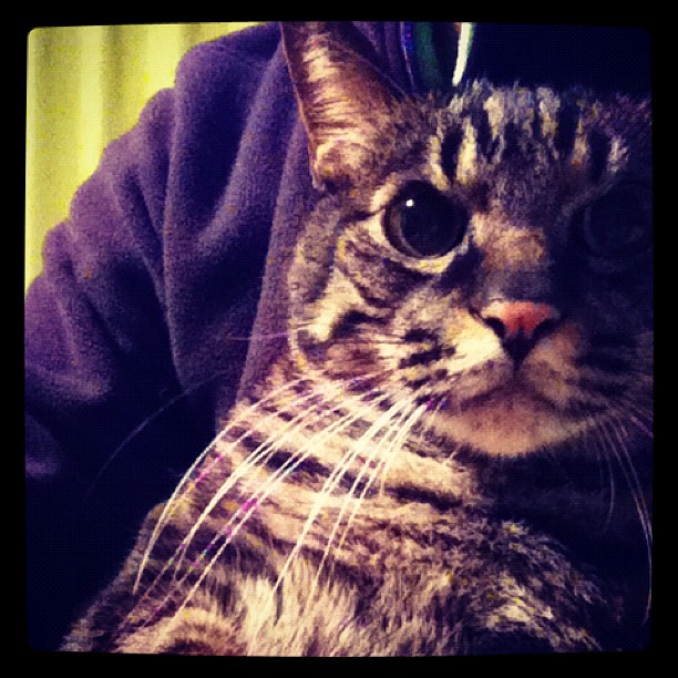 猫のぽぽ、膝上に