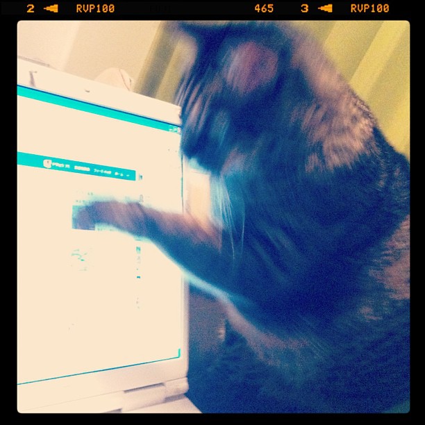 猫のぽぽ、カーソルに襲い掛かる