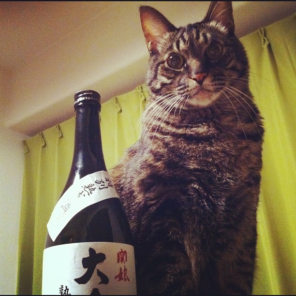 猫のぽぽと、関娘大吟醸