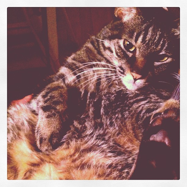 猫のぽぽ、膝上からカメラ目線