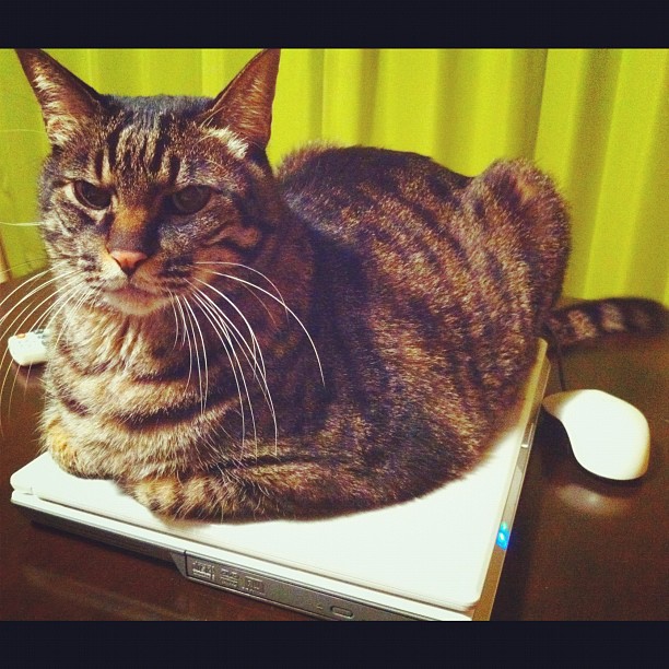 猫のぽぽ、PCを占拠